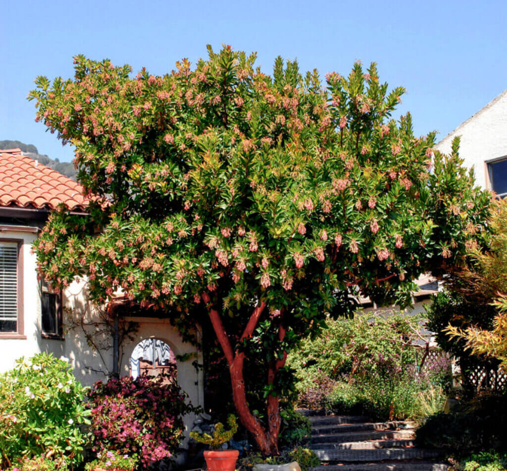 Strawberry tree